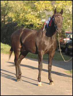 Blacklaw Xpresso Knabstrupper gelding